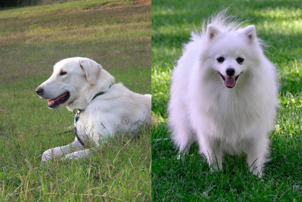 Volpino Italiano vs Akbash Dog - Breed Comparison