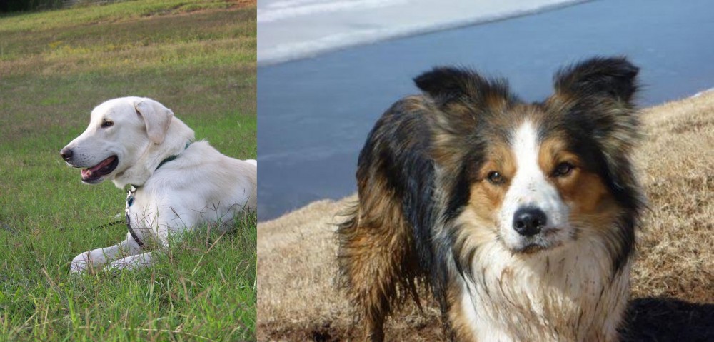 Welsh Sheepdog vs Akbash Dog - Breed Comparison