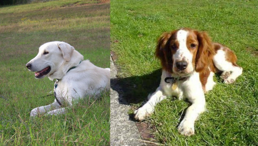 Welsh Springer Spaniel vs Akbash Dog - Breed Comparison