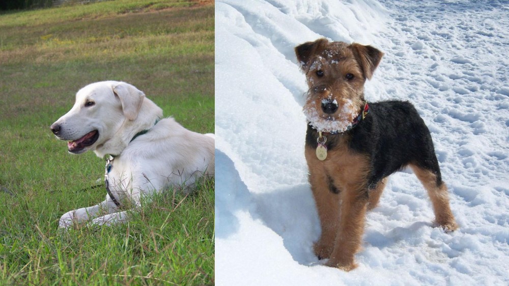 Welsh Terrier vs Akbash Dog - Breed Comparison
