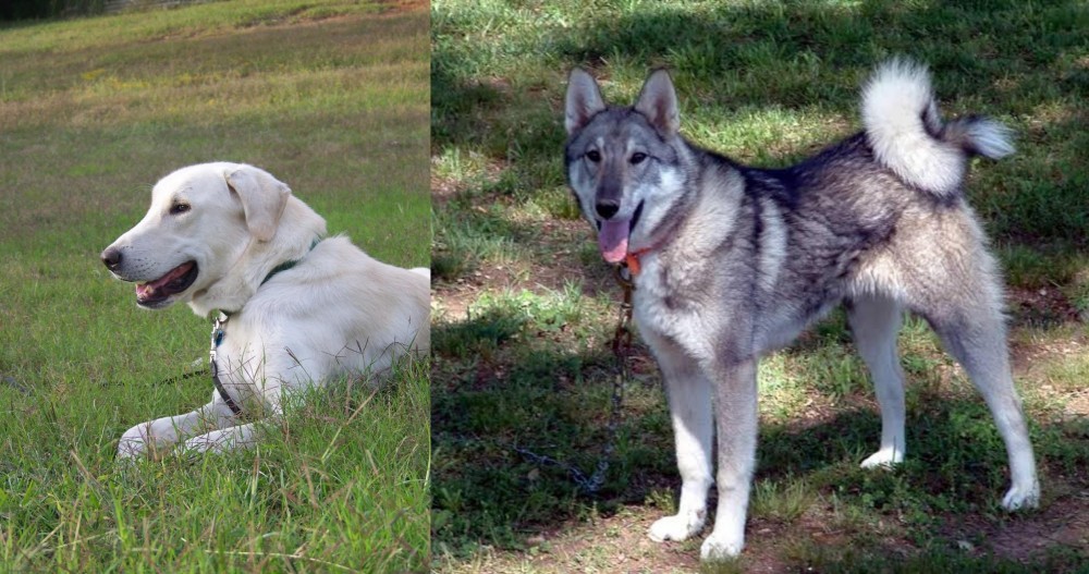 West Siberian Laika vs Akbash Dog - Breed Comparison