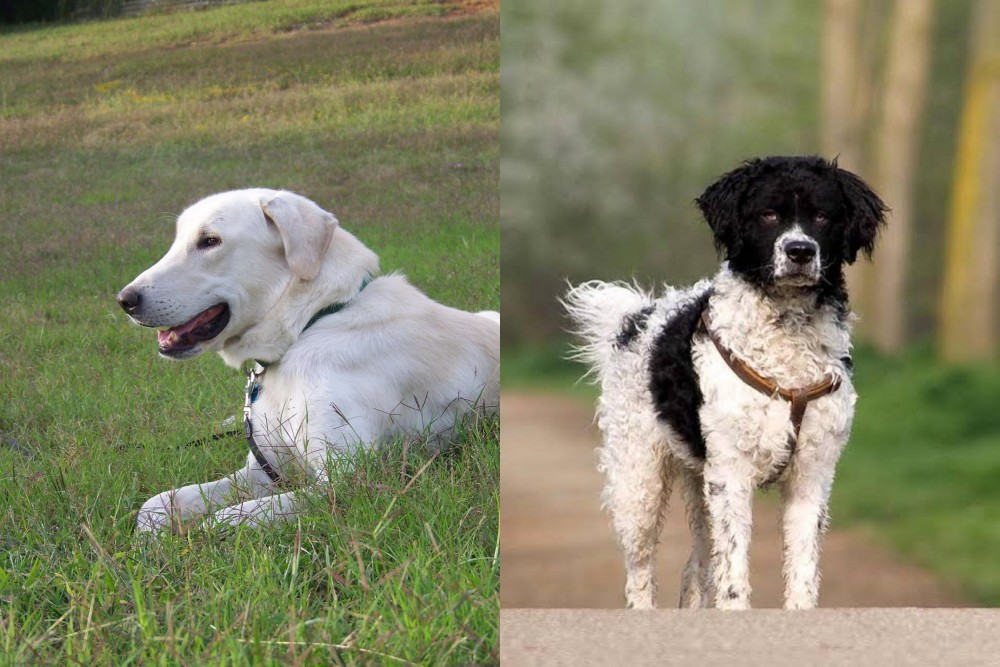 Wetterhoun vs Akbash Dog - Breed Comparison