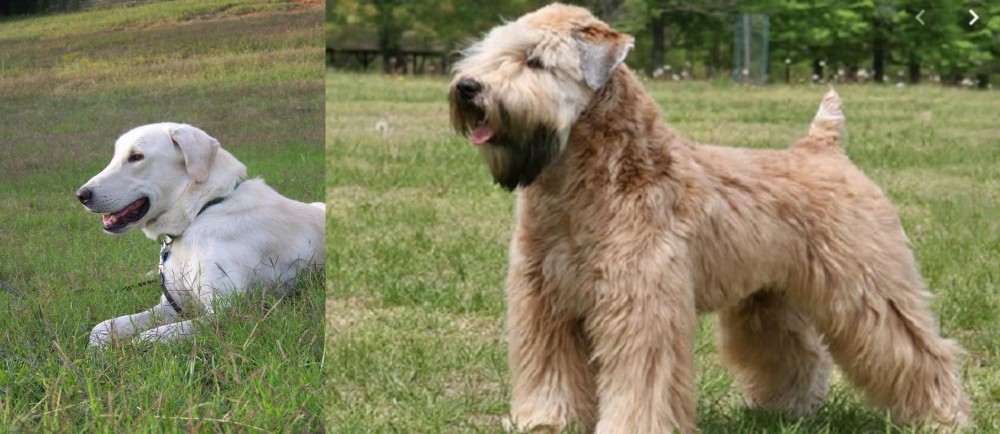 Wheaten Terrier vs Akbash Dog - Breed Comparison