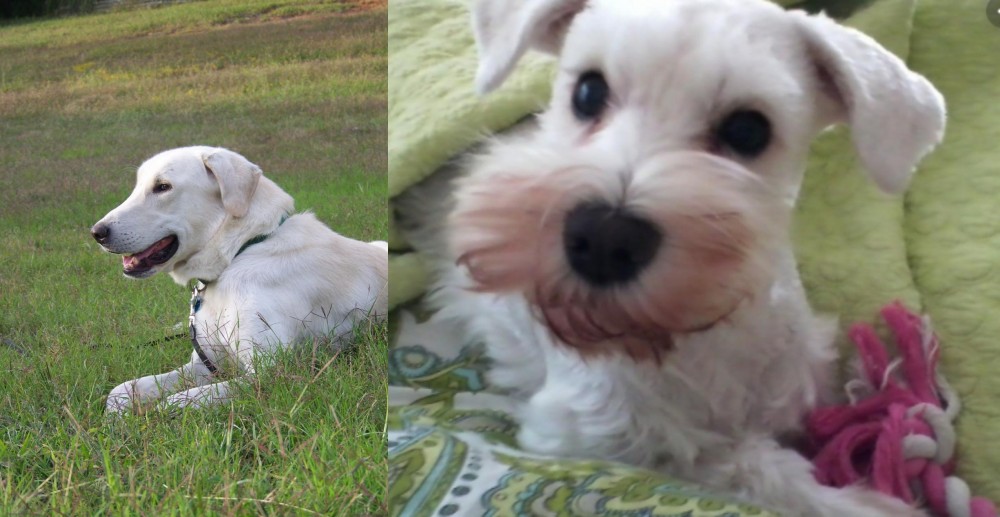 White Schnauzer vs Akbash Dog - Breed Comparison