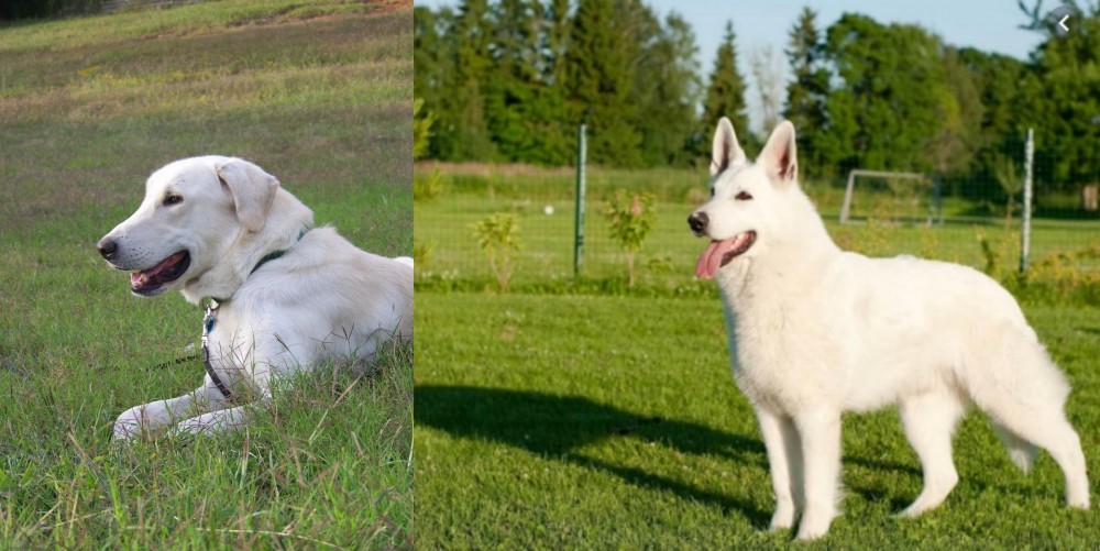 White Shepherd vs Akbash Dog - Breed Comparison