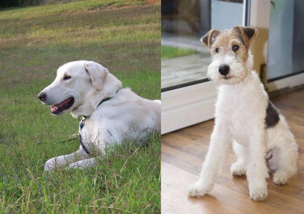 Wire Fox Terrier vs Akbash Dog - Breed Comparison