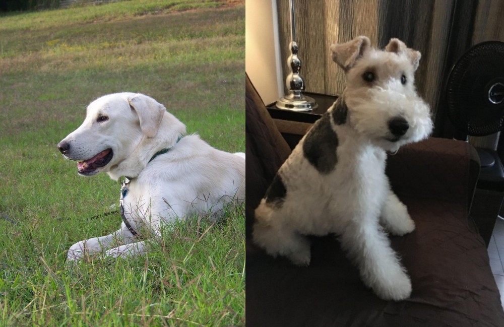 Wire Haired Fox Terrier vs Akbash Dog - Breed Comparison