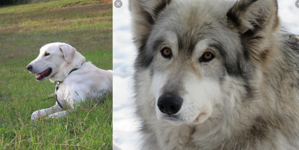 Wolfdog vs Akbash Dog - Breed Comparison