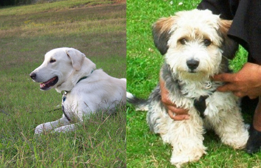 Yo-Chon vs Akbash Dog - Breed Comparison