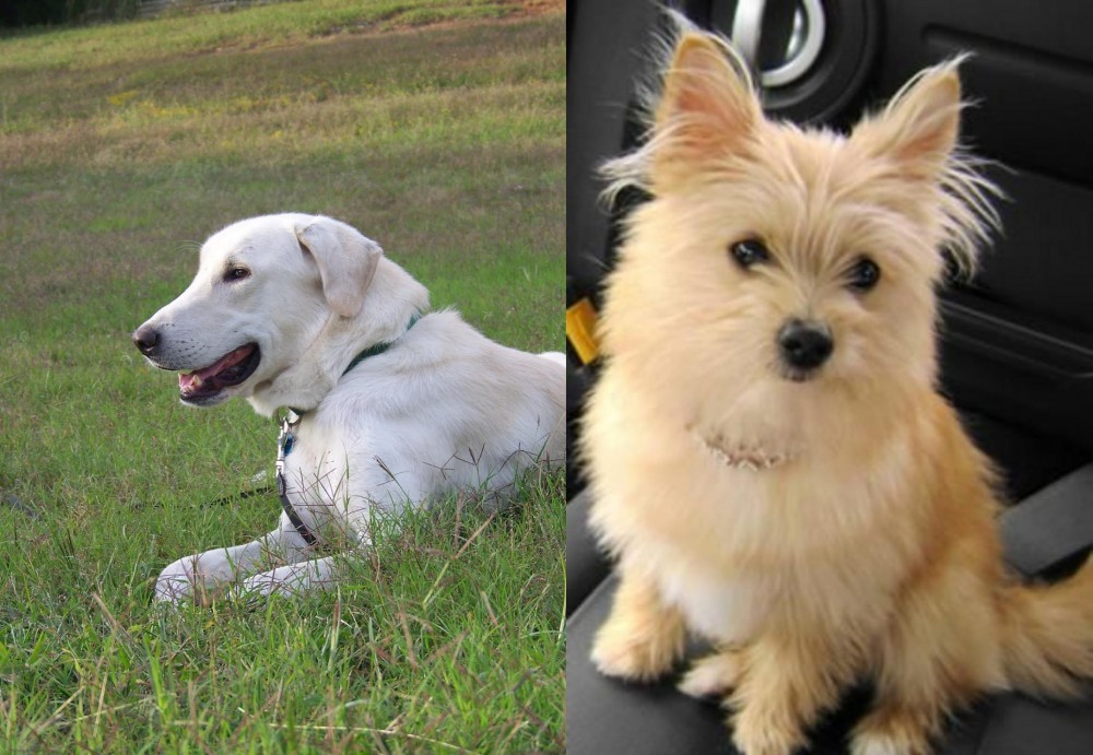 Yoranian vs Akbash Dog - Breed Comparison