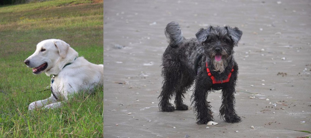 YorkiePoo vs Akbash Dog - Breed Comparison