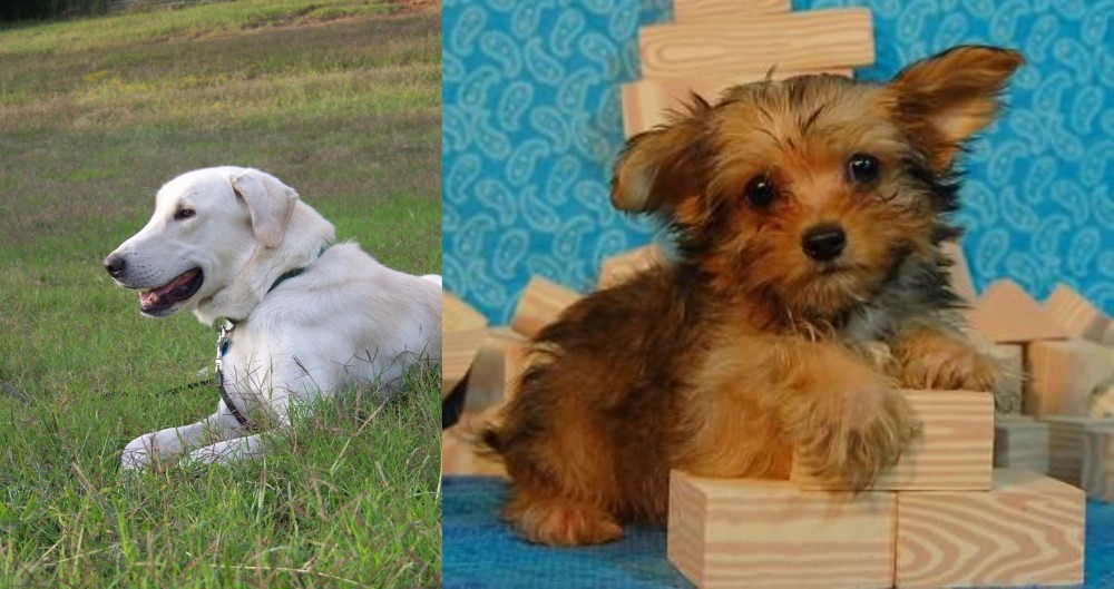 Yorkillon vs Akbash Dog - Breed Comparison
