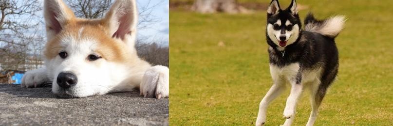 Alaskan Klee Kai vs Akita - Breed Comparison