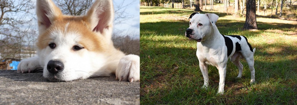 American Bulldog vs Akita - Breed Comparison