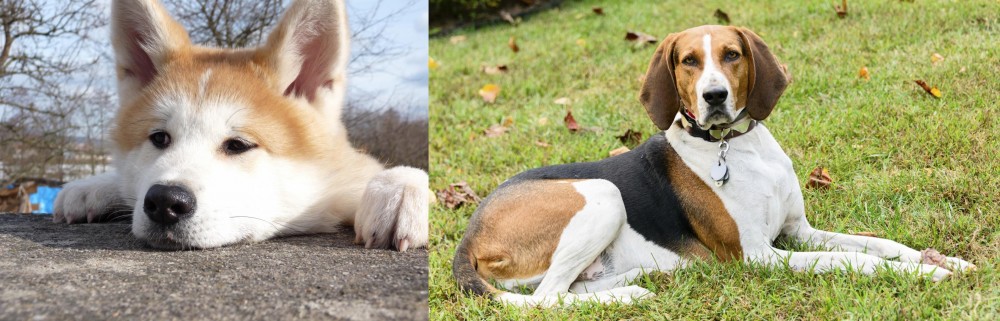 American English Coonhound vs Akita - Breed Comparison