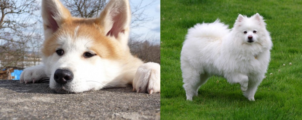 American Eskimo Dog vs Akita - Breed Comparison