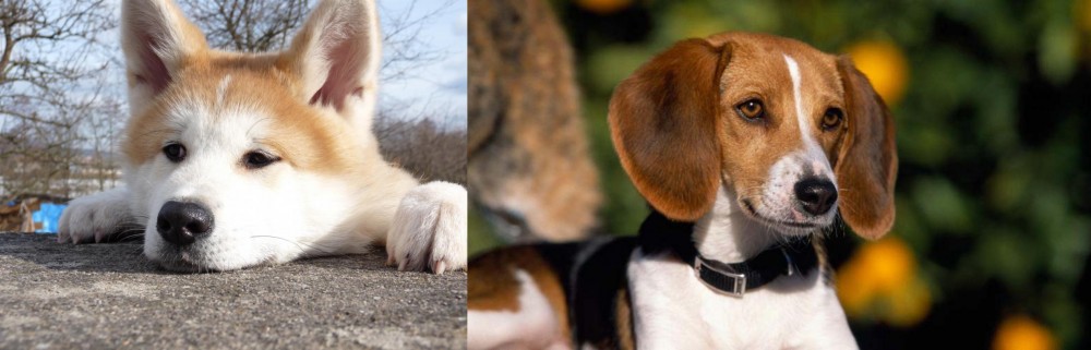 American Foxhound vs Akita - Breed Comparison