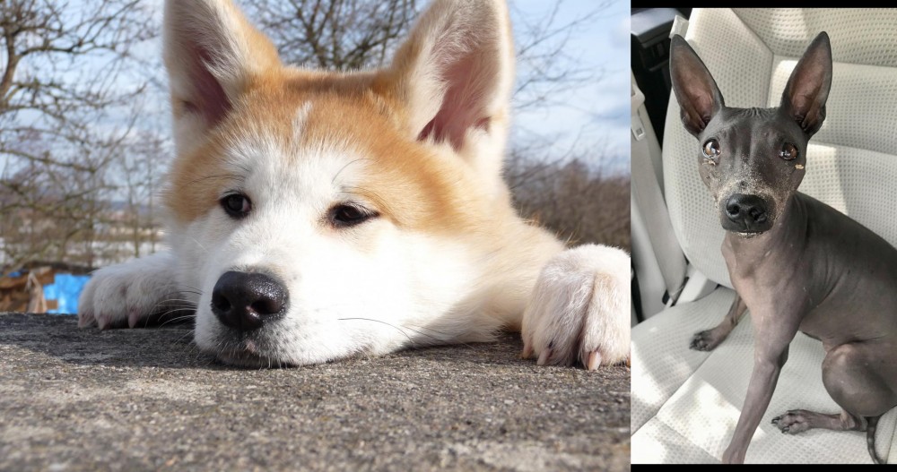 American Hairless Terrier vs Akita - Breed Comparison