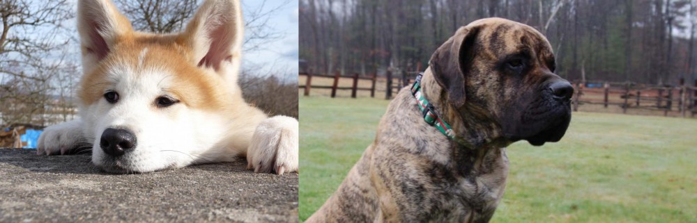 American Mastiff vs Akita - Breed Comparison