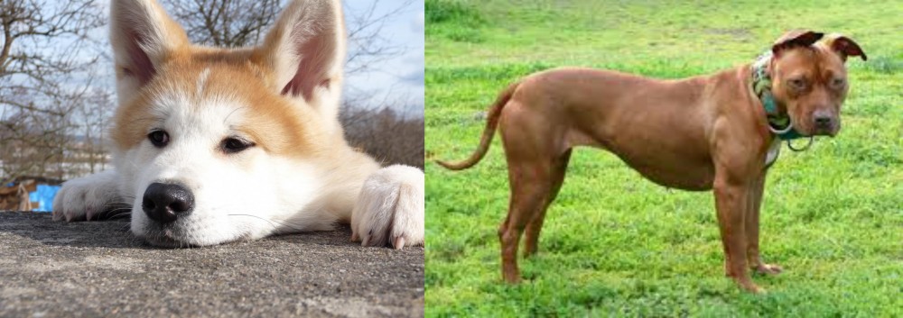 American Pit Bull Terrier vs Akita - Breed Comparison
