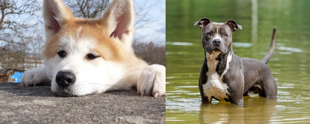 American Staffordshire Terrier vs Akita - Breed Comparison