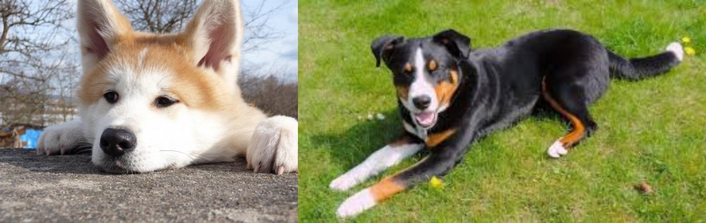 Appenzell Mountain Dog vs Akita - Breed Comparison