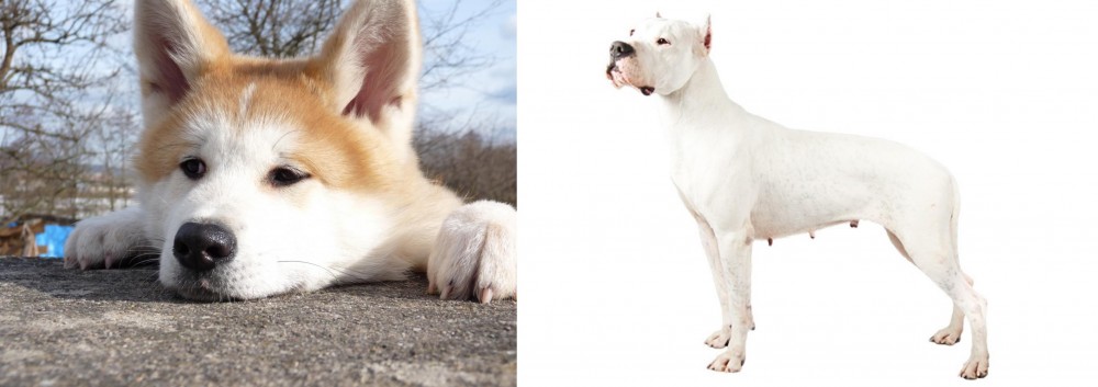 Argentine Dogo vs Akita - Breed Comparison
