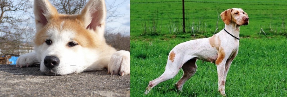 Ariege Pointer vs Akita - Breed Comparison