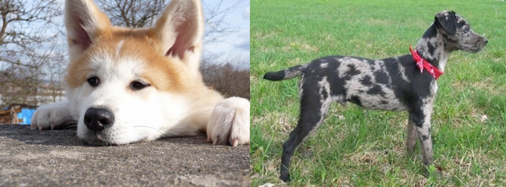 Atlas Terrier vs Akita - Breed Comparison