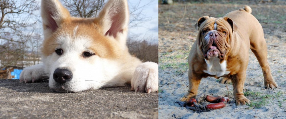 Australian Bulldog vs Akita - Breed Comparison