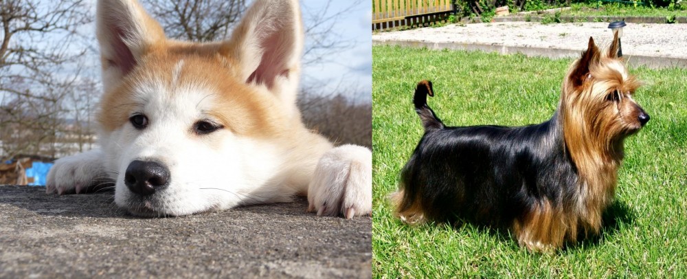 Australian Silky Terrier vs Akita - Breed Comparison
