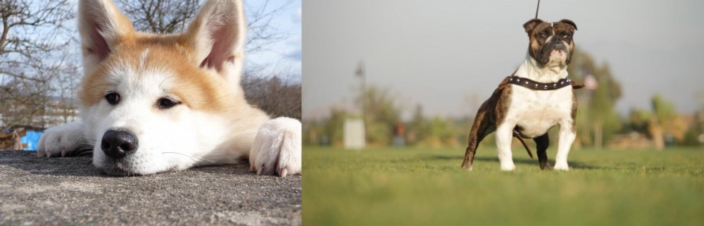 Bantam Bulldog vs Akita - Breed Comparison