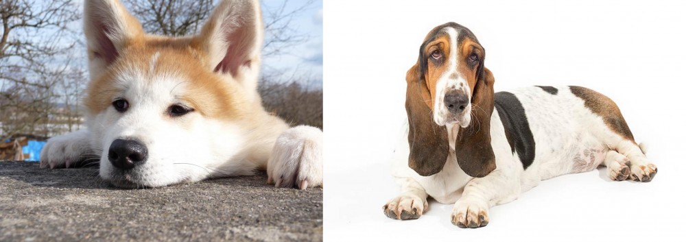 Basset Hound vs Akita - Breed Comparison