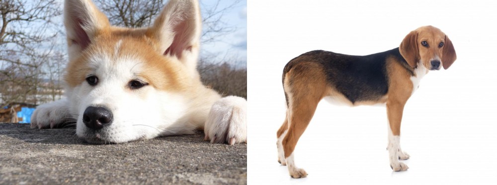 Beagle-Harrier vs Akita - Breed Comparison