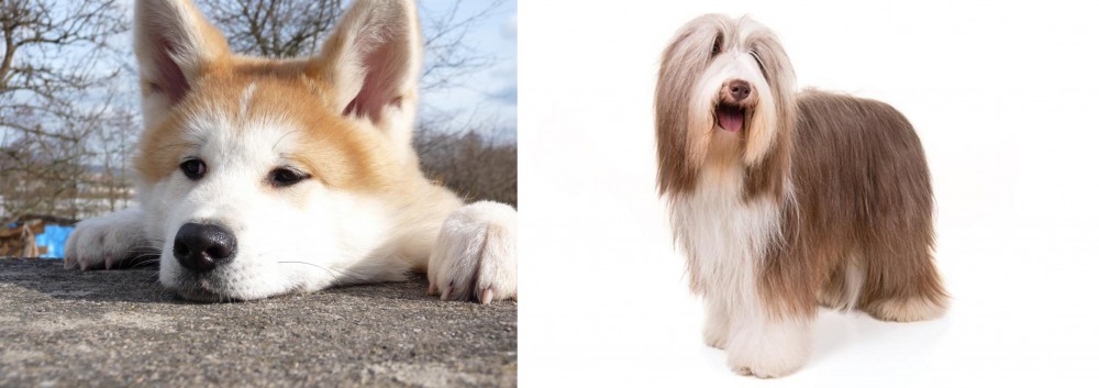 Bearded Collie vs Akita - Breed Comparison