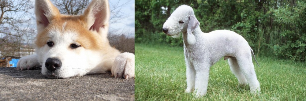 Bedlington Terrier vs Akita - Breed Comparison