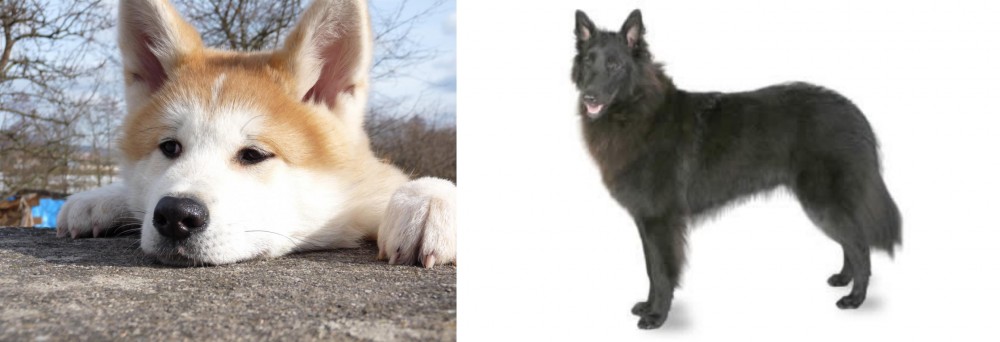 Belgian Shepherd vs Akita - Breed Comparison