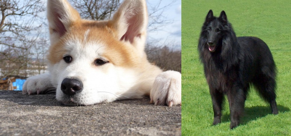 Belgian Shepherd Dog (Groenendael) vs Akita - Breed Comparison