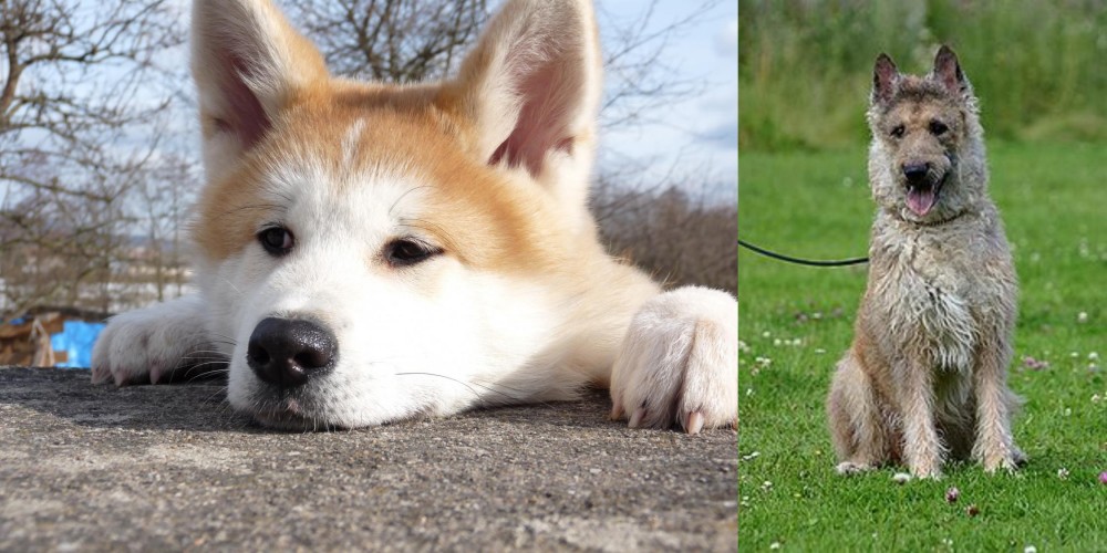 Belgian Shepherd Dog (Laekenois) vs Akita - Breed Comparison