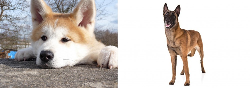 Belgian Shepherd Dog (Malinois) vs Akita - Breed Comparison
