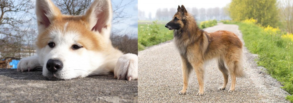 Belgian Shepherd Dog (Tervuren) vs Akita - Breed Comparison