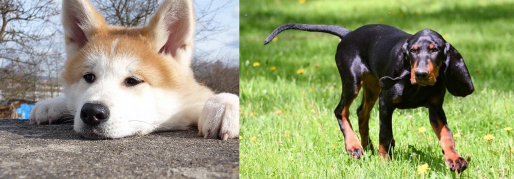 Black and Tan Coonhound vs Akita - Breed Comparison