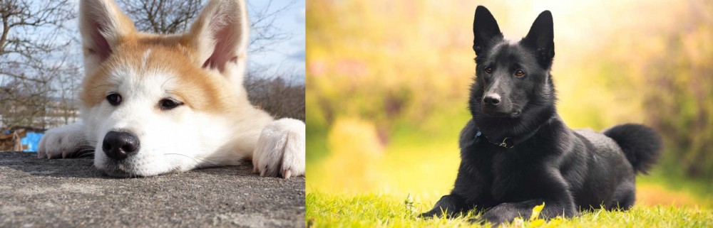 Black Norwegian Elkhound vs Akita - Breed Comparison