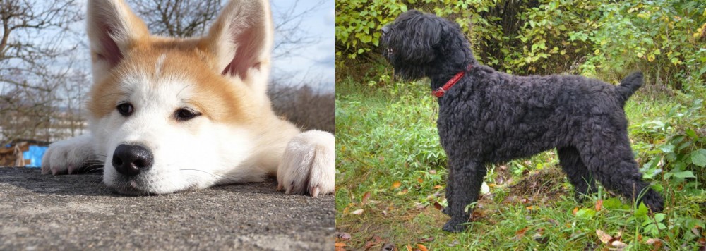 Black Russian Terrier vs Akita - Breed Comparison