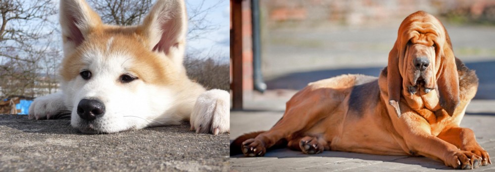 Bloodhound vs Akita - Breed Comparison