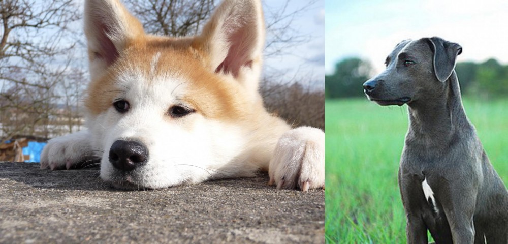 Blue Lacy vs Akita - Breed Comparison