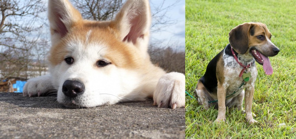 Bluetick Beagle vs Akita - Breed Comparison