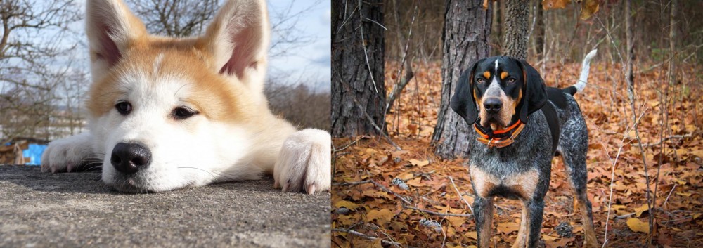 Bluetick Coonhound vs Akita - Breed Comparison