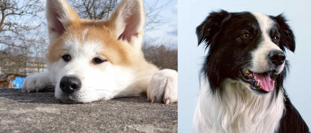 Border Collie vs Akita - Breed Comparison