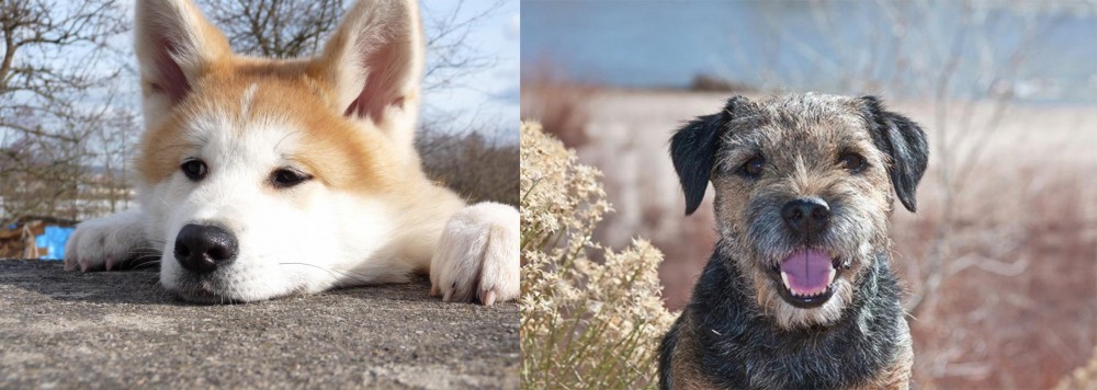 Border Terrier vs Akita - Breed Comparison